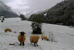 "Määäh ... Schnee im Oktober finden wir total doof .... Määäh!"