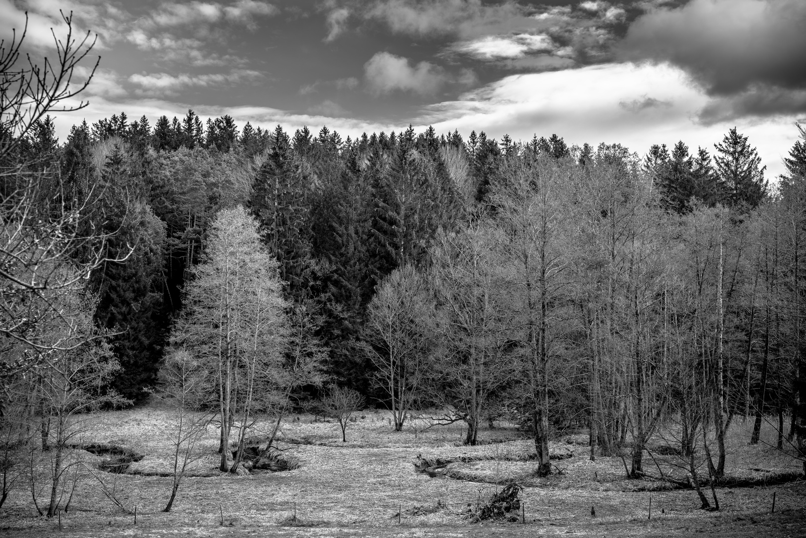 Mäander Foto & Bild pflanzen, pilze & flechten, landschaft, bäume