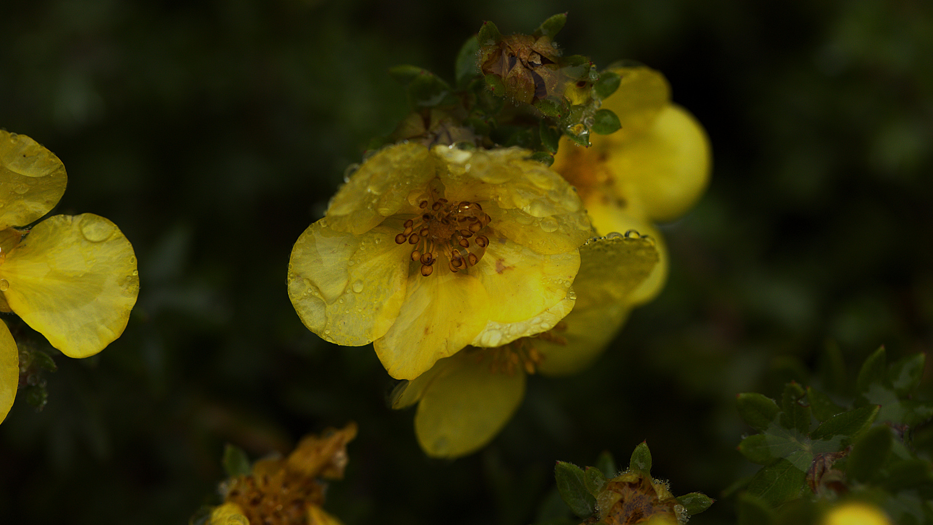 °°° mächtig °°°