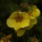 °°° mächtig °°°