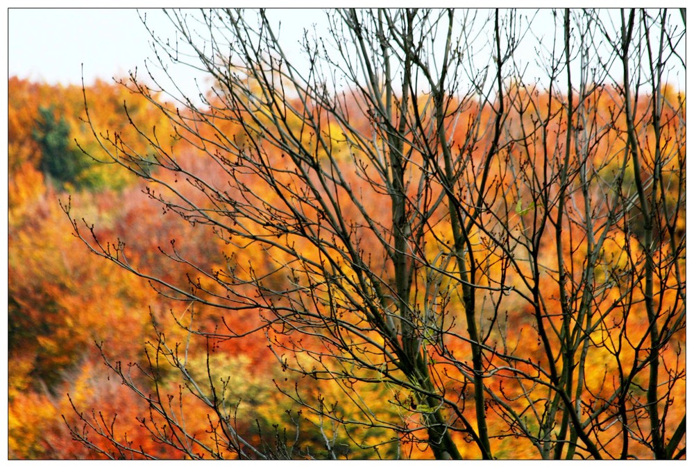 mächtig herbstlich...