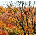 mächtig herbstlich...