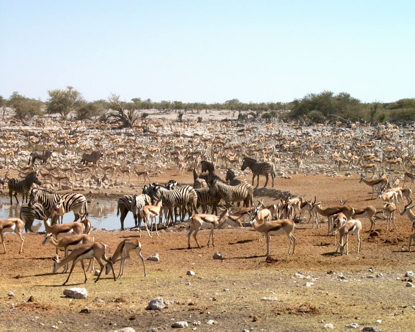 Mächtig was los am Wasserloch im Etosha!