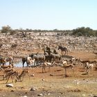 Mächtig was los am Wasserloch im Etosha!