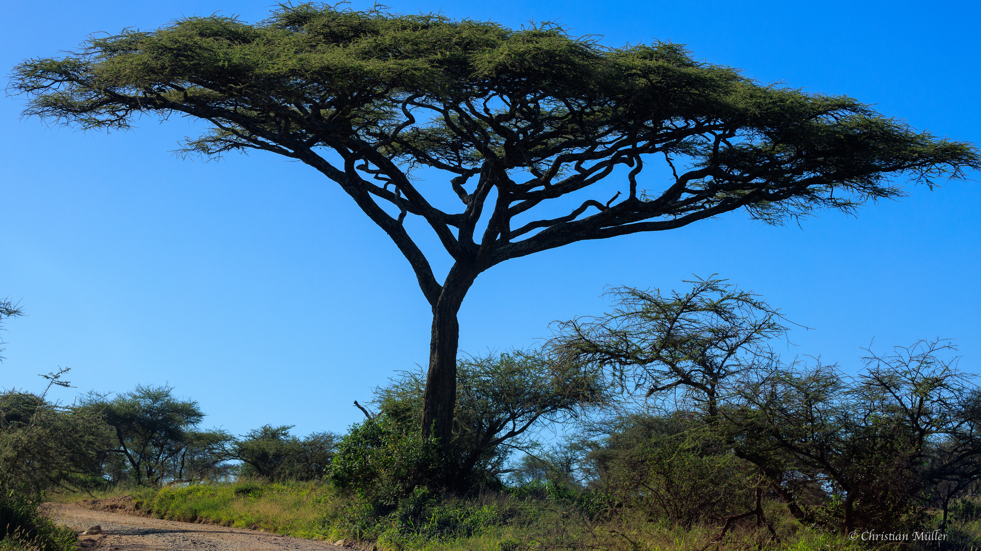 Mächtige Akazie in der Serengeti