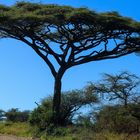 Mächtige Akazie in der Serengeti