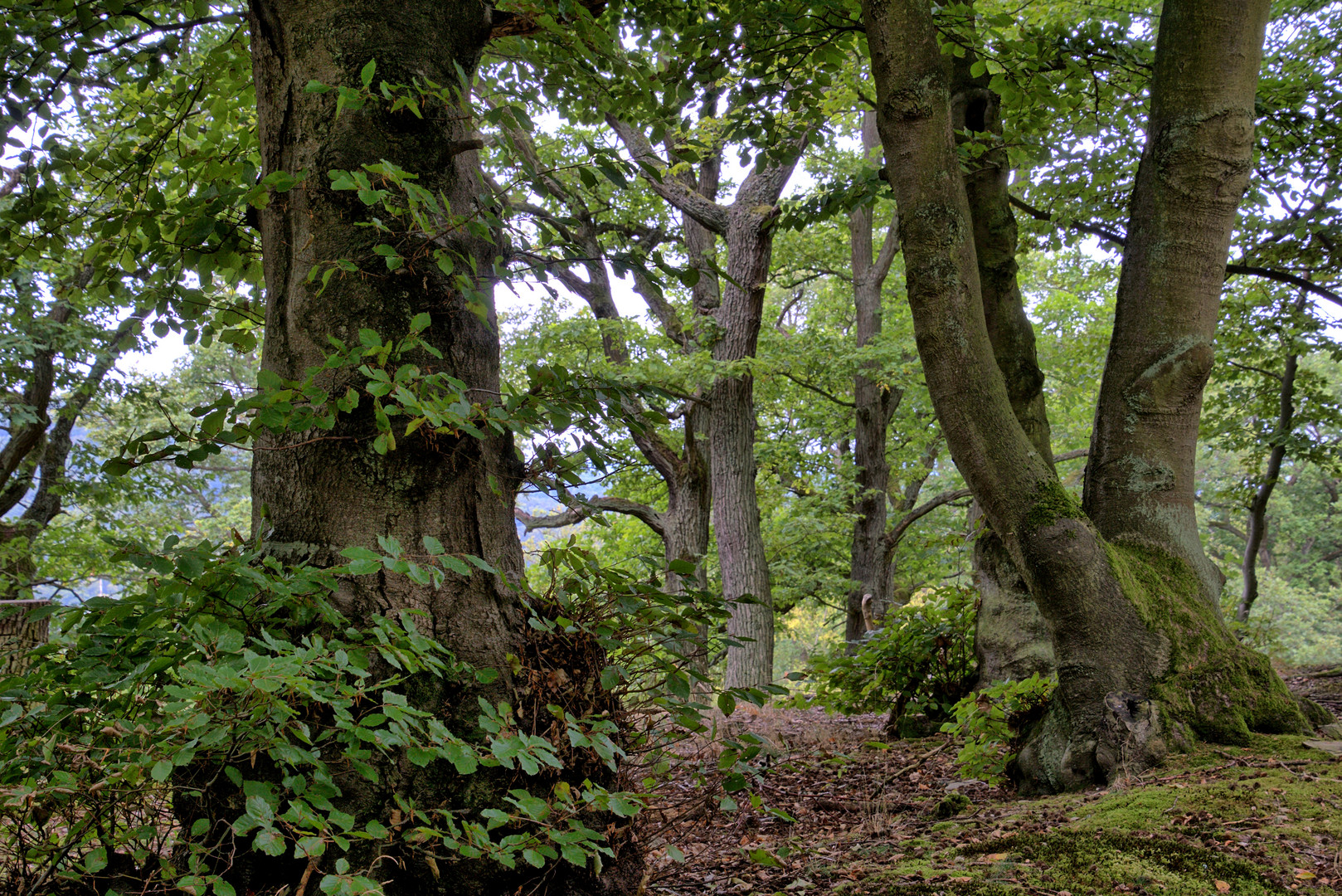 Mächtige Bäume im naturbelassenen Wald