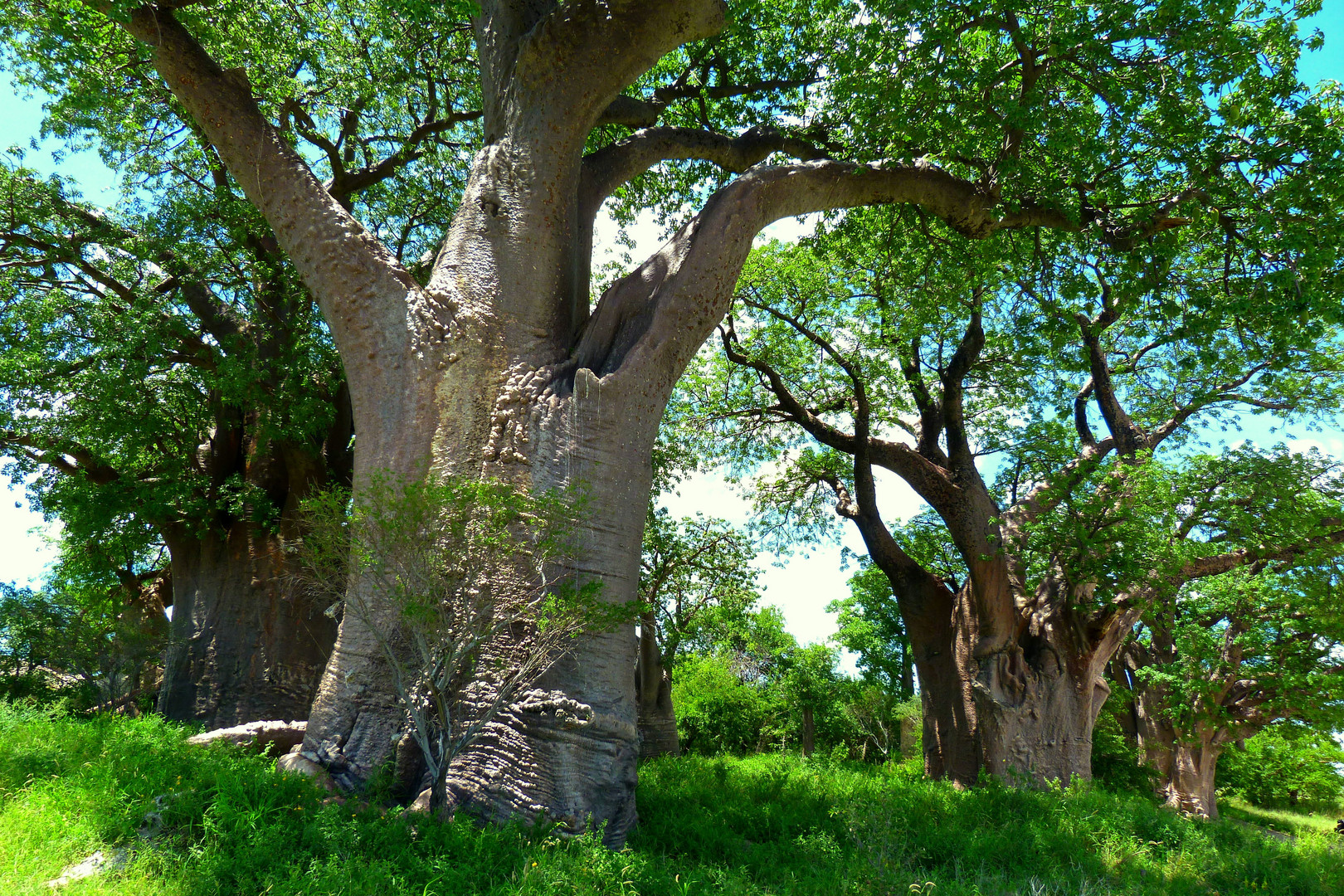 mächtige Bain-Baobabs in den Nxai-Pan´s