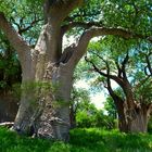 mächtige Bain-Baobabs in den Nxai-Pan´s
