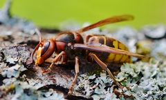  Mächtige Brummer ...........