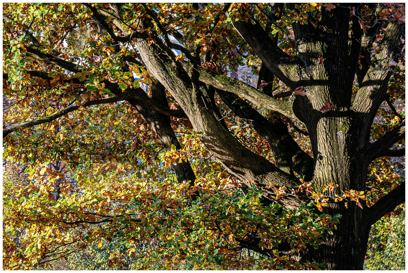 Mächtige Eiche im Herbst