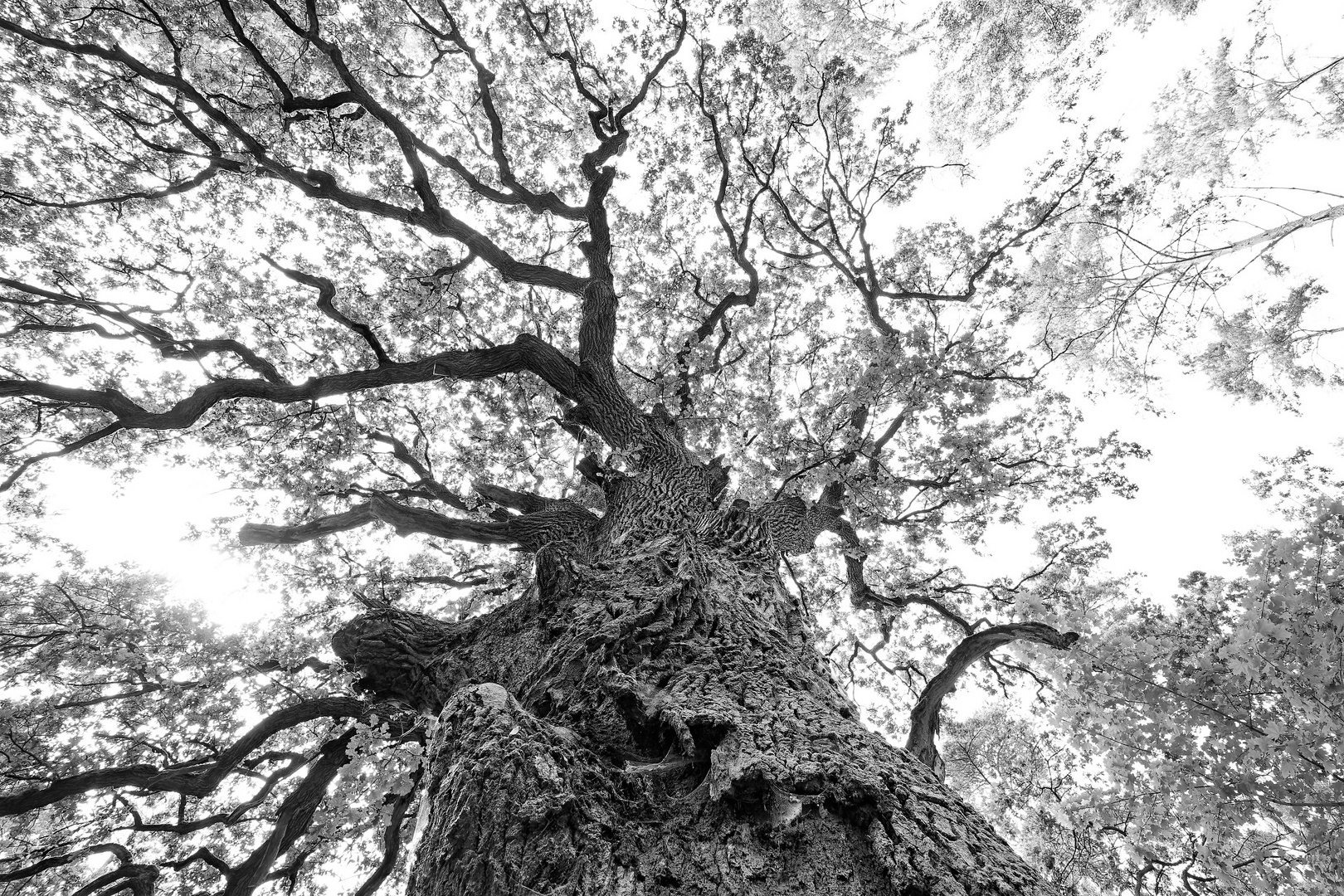 Mächtige Eiche (Quercus robur)