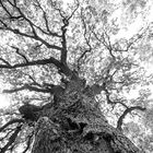 Mächtige Eiche (Quercus robur)