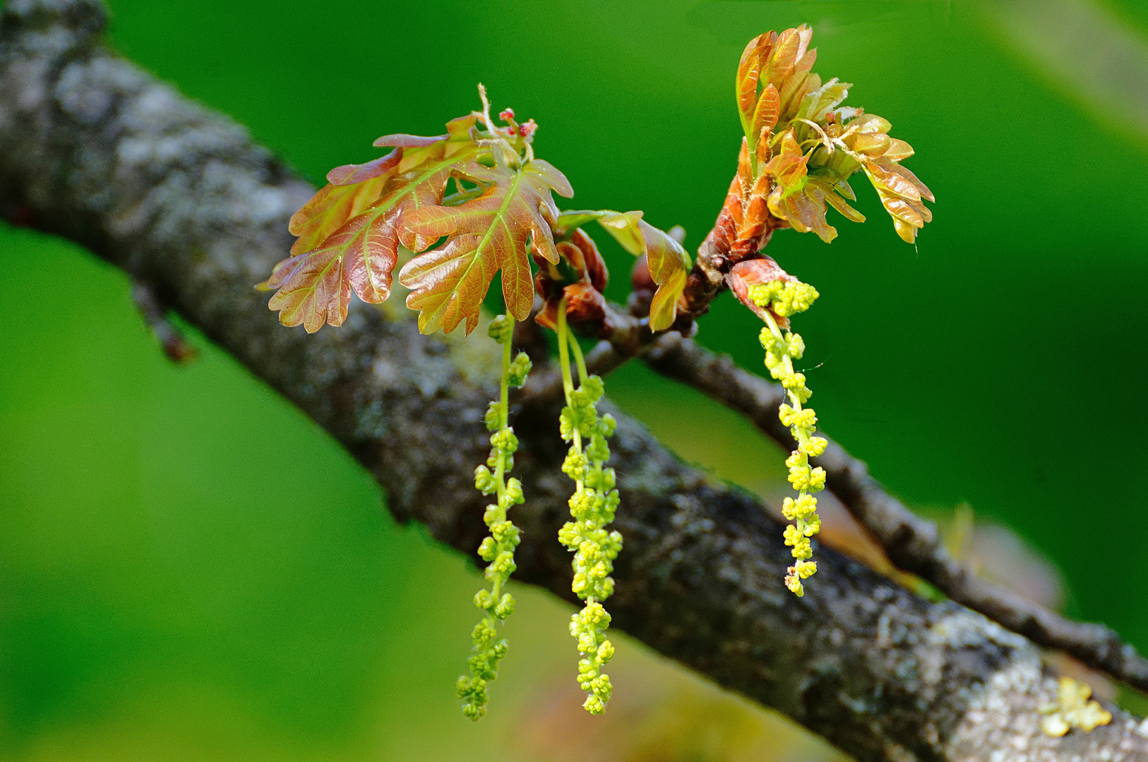 Mächtige Eiche - zarte Blüten