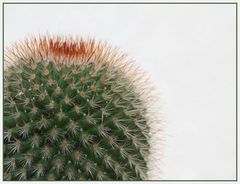 Mächtige Mammillaria