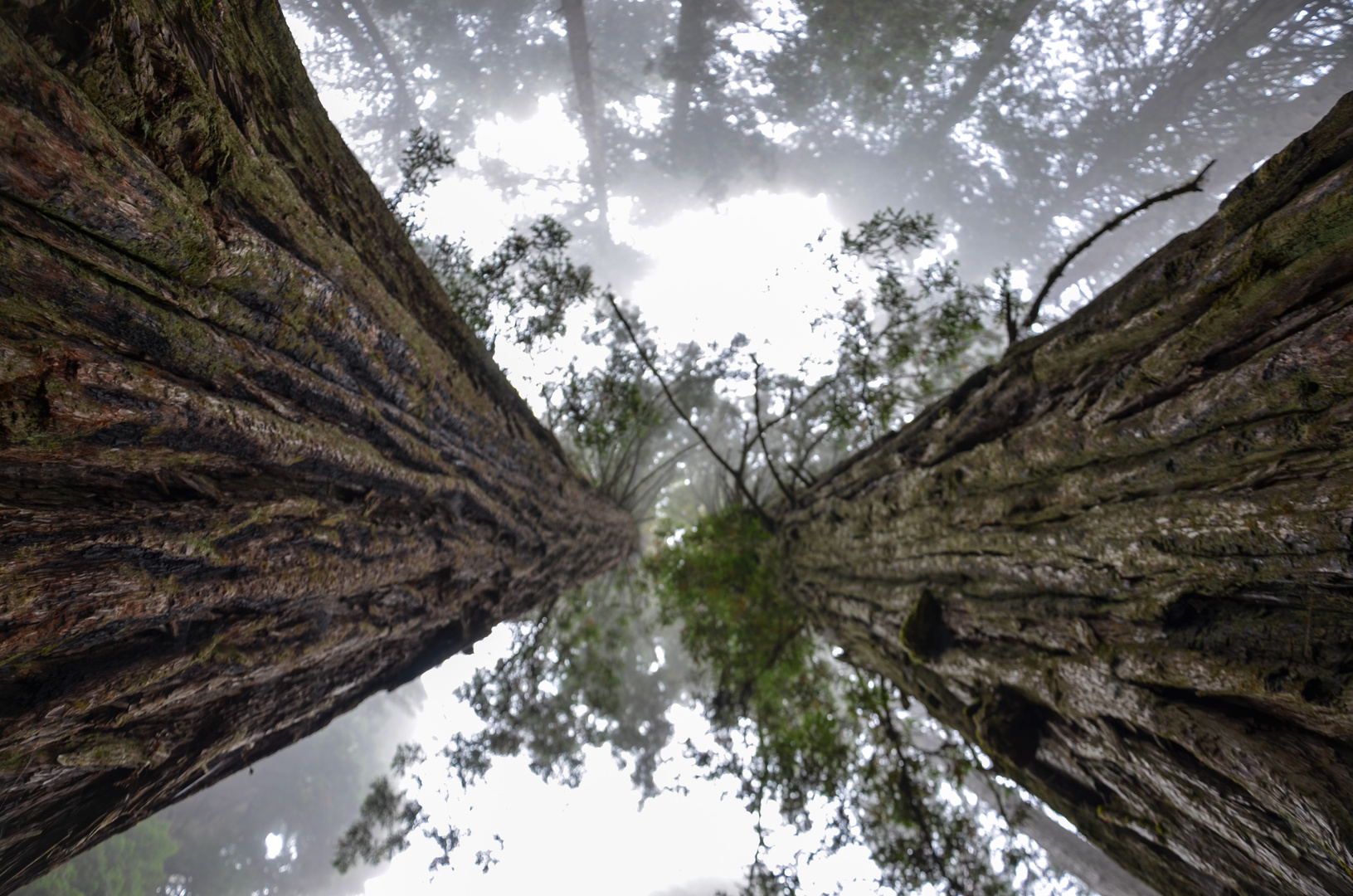 Mächtige Redwoods