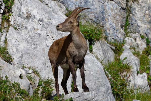 Mächtige Steingeiss