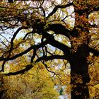 mächtige über hundert Jahre alte Bäume zeigen sich im Herbstgewand