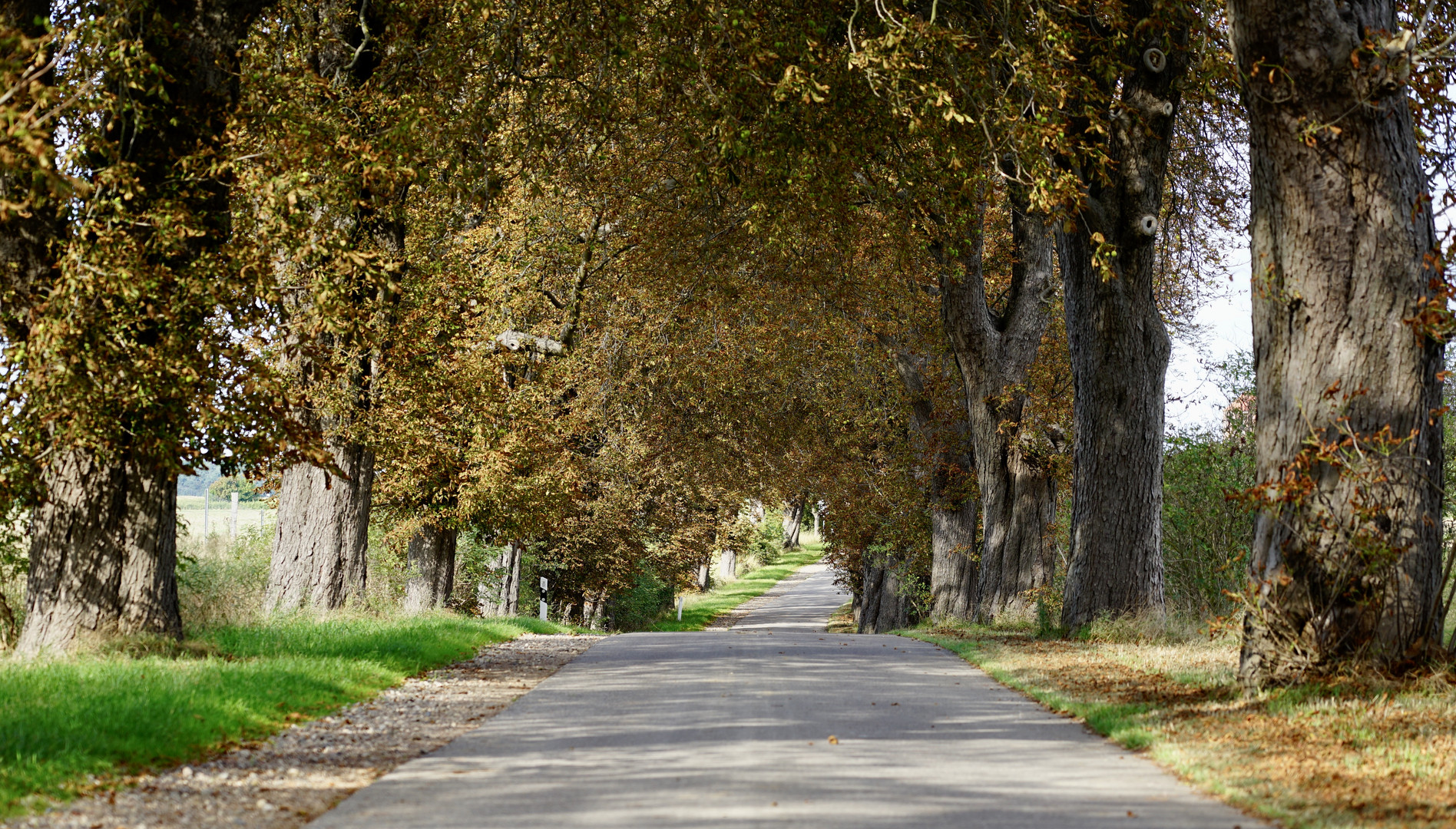 Mächtige und alte Bäume in herbstlichem Glanz