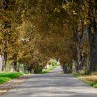 Mächtige und alte Bäume in herbstlichem Glanz