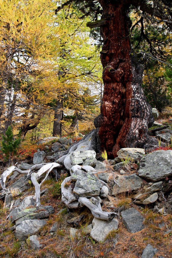 Mächtiger alter Baum