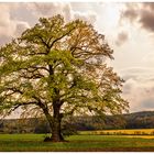 Mächtiger Baum