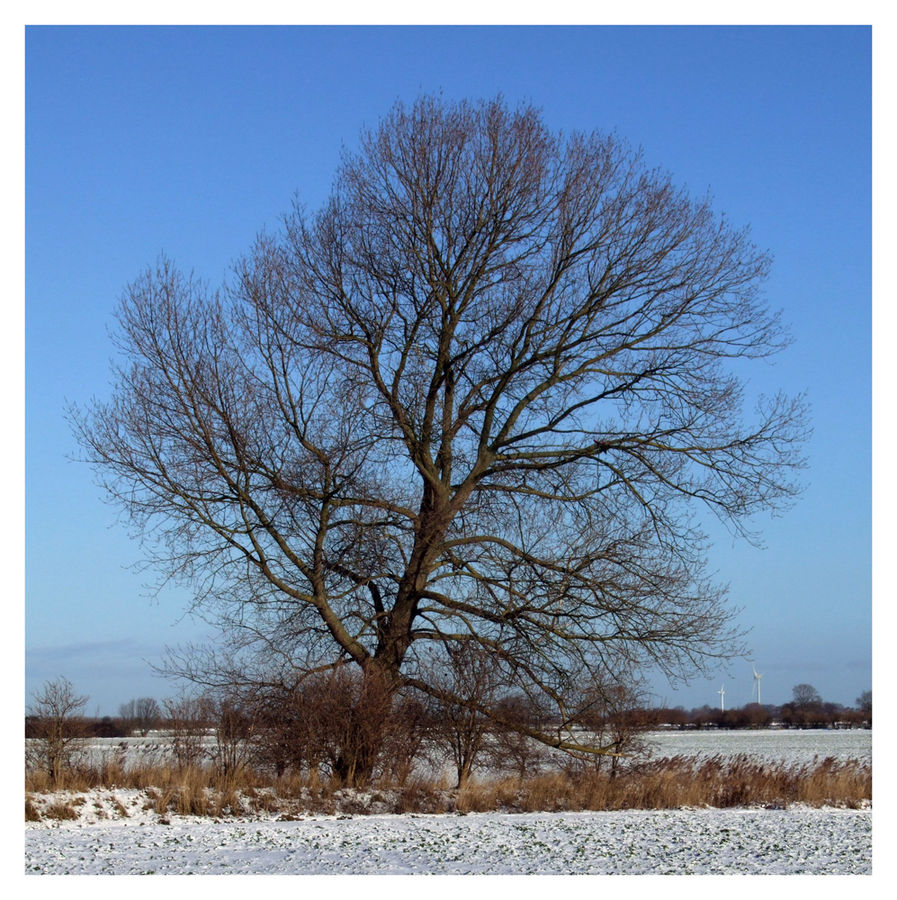 Mächtiger Baum ...