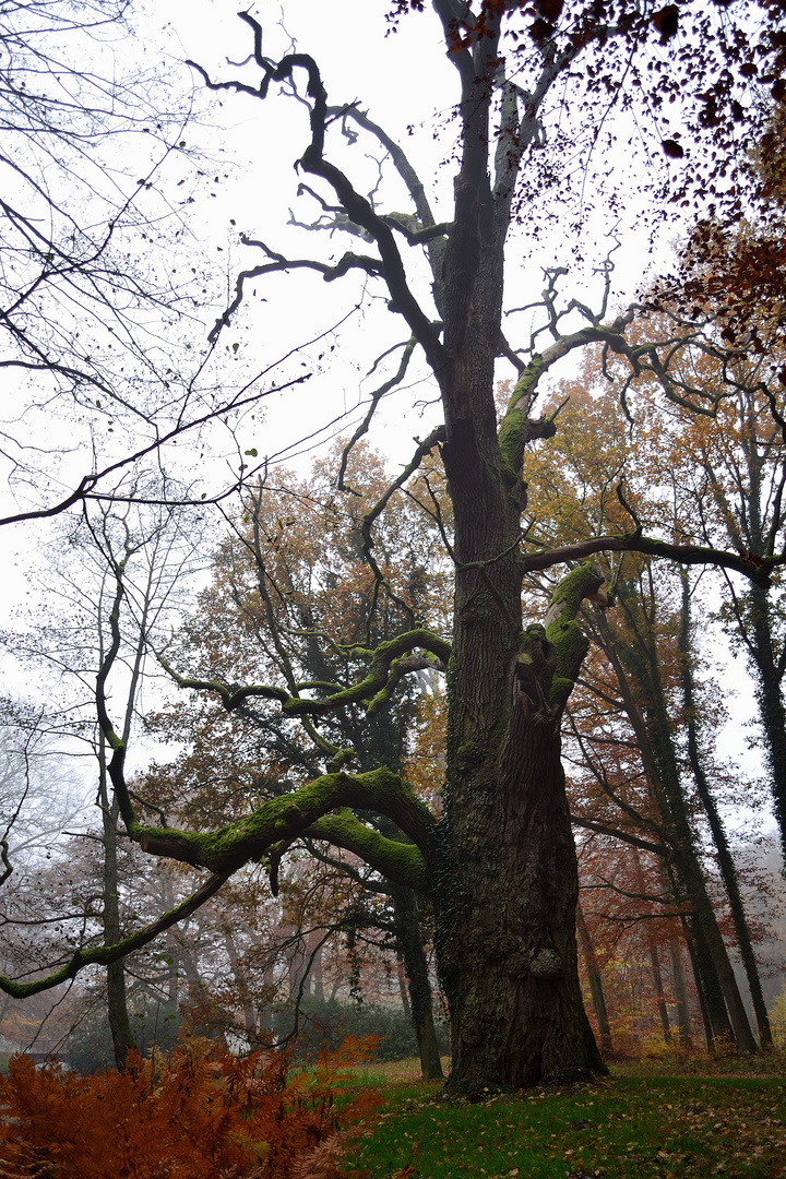 Mächtiger Baum :)