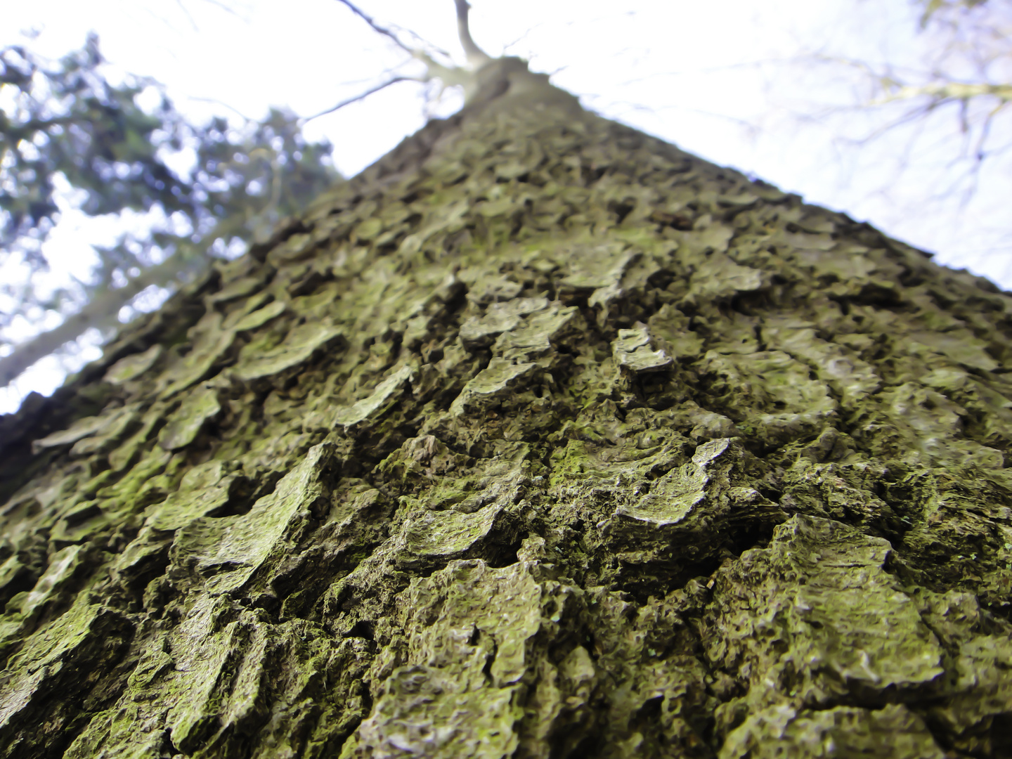 Mächtiger Baum