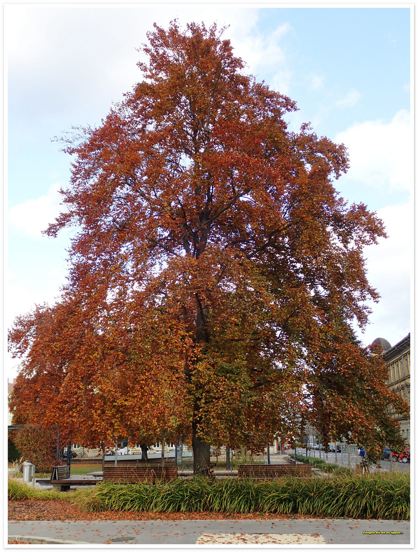 mächtiger baum in herbstkleid