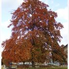 mächtiger baum in herbstkleid