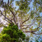 Mächtiger Baum in mitten eines Friedhofes auf Ko Samui