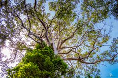 Mächtiger Baum in mitten eines Friedhofes auf Ko Samui