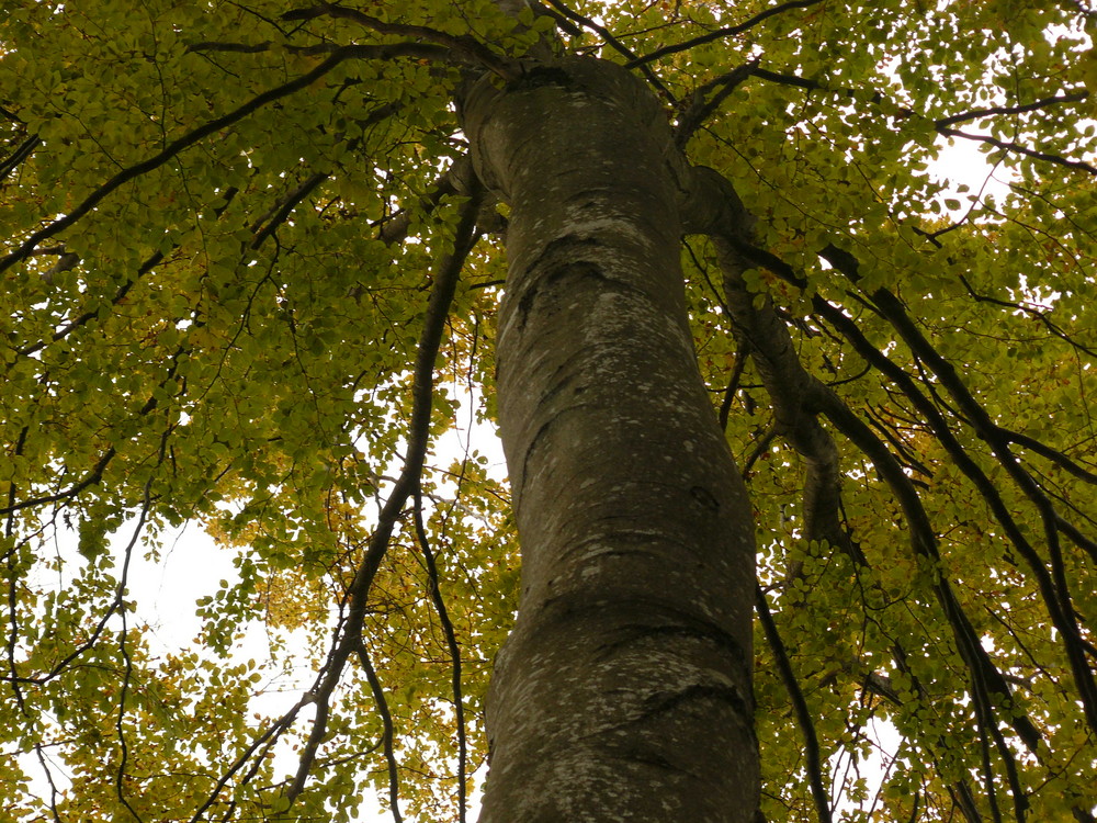 Mächtiger Baum mit Namen Siegfried