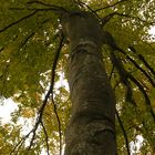 Mächtiger Baum mit Namen Siegfried