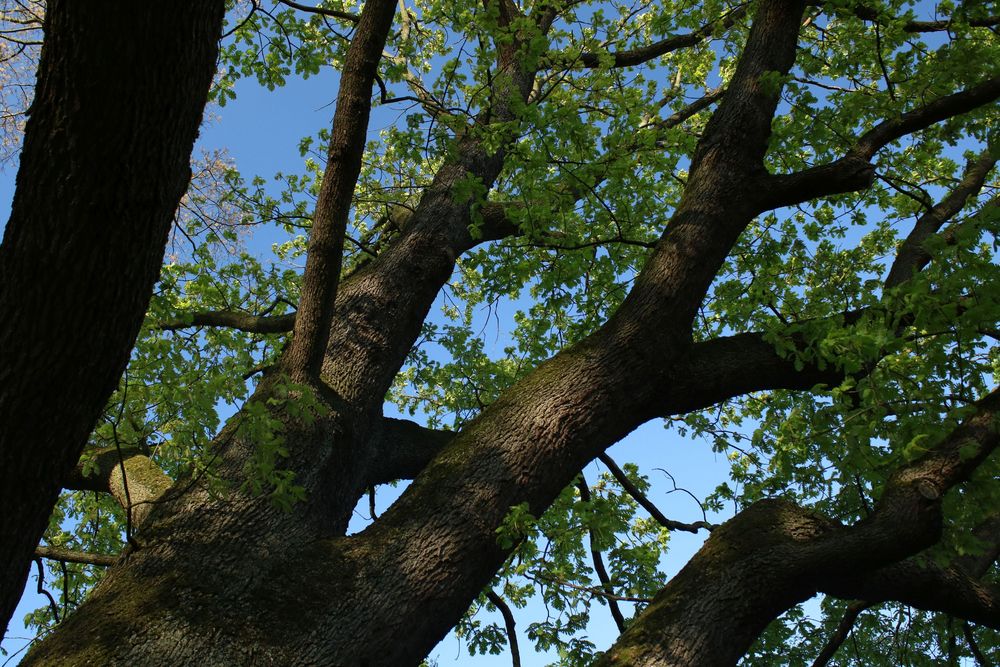 mächtiger Baum treibt wieder aus