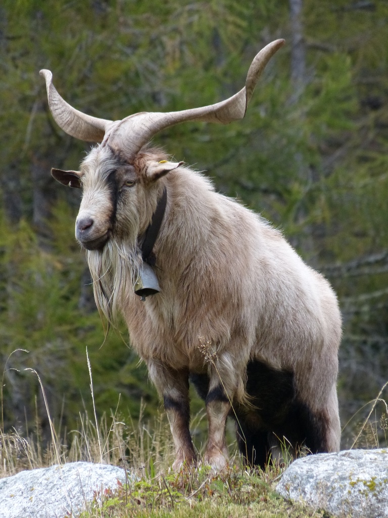 mächtiger gehornter Geisbock