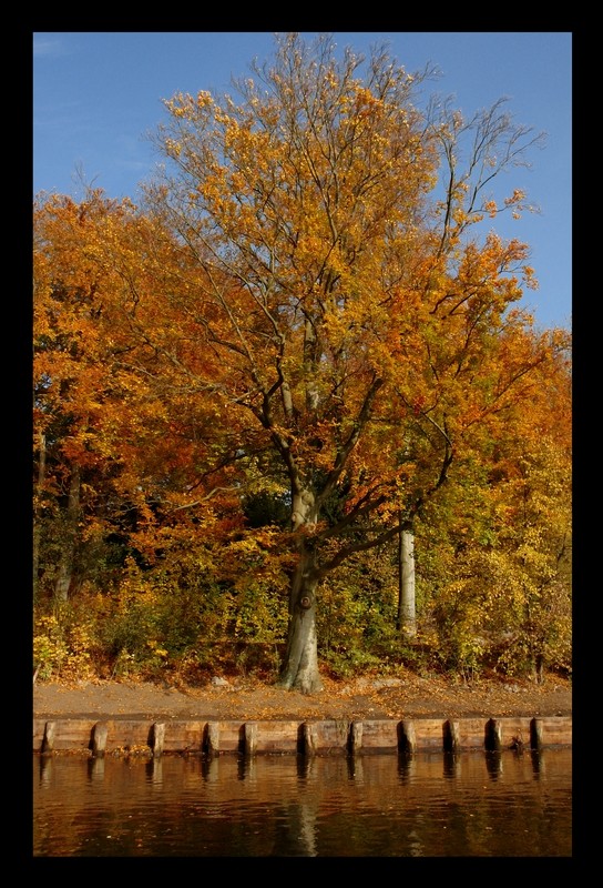 mächtiger Herbstbote