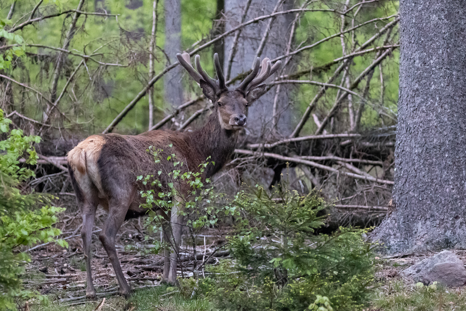 Mächtiger Hirsch