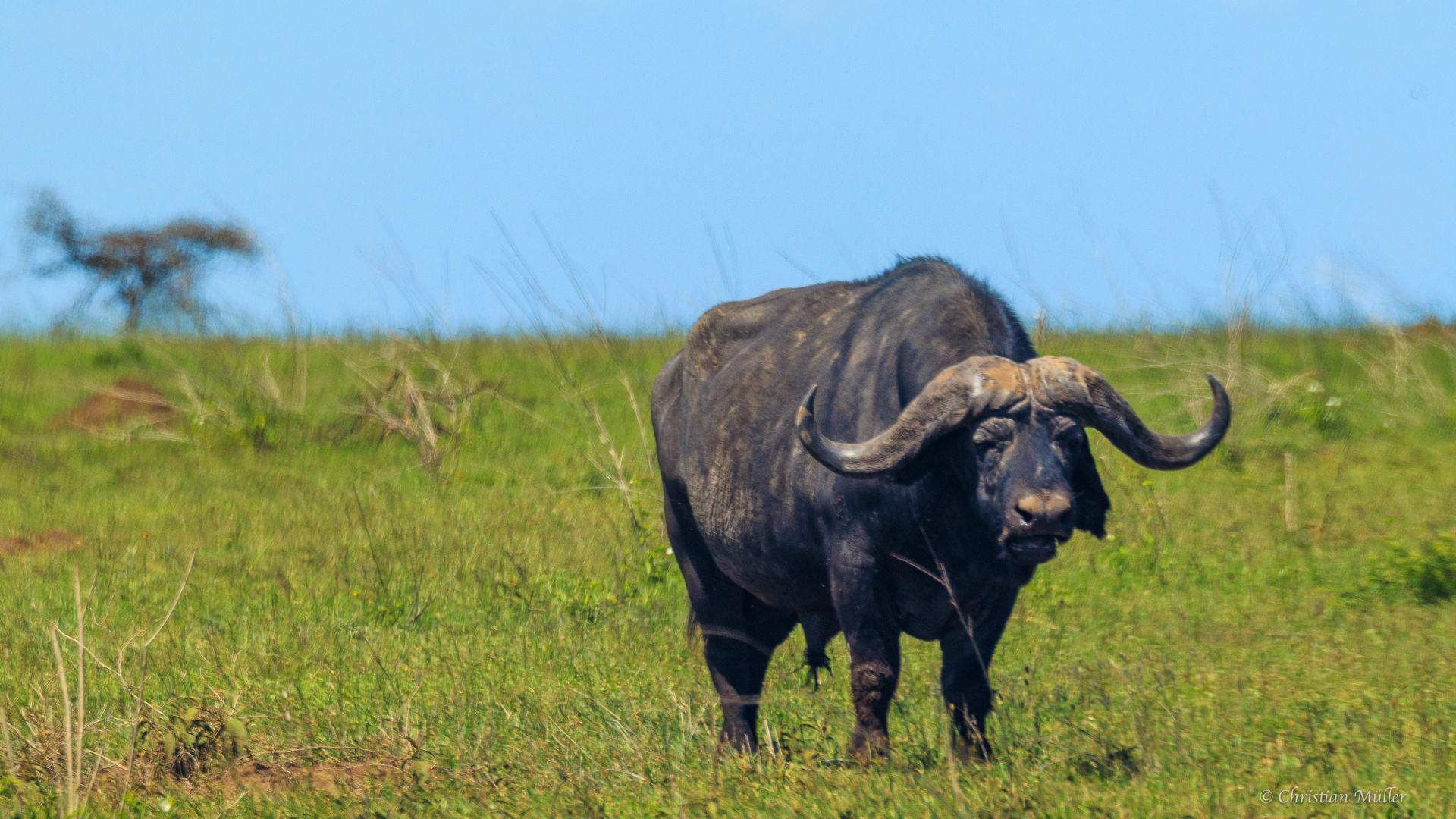 Mächtiger Kaffernbüffel in der Serengeti