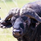 Mächtiger Kaffernbüffel in der Serengeti 2