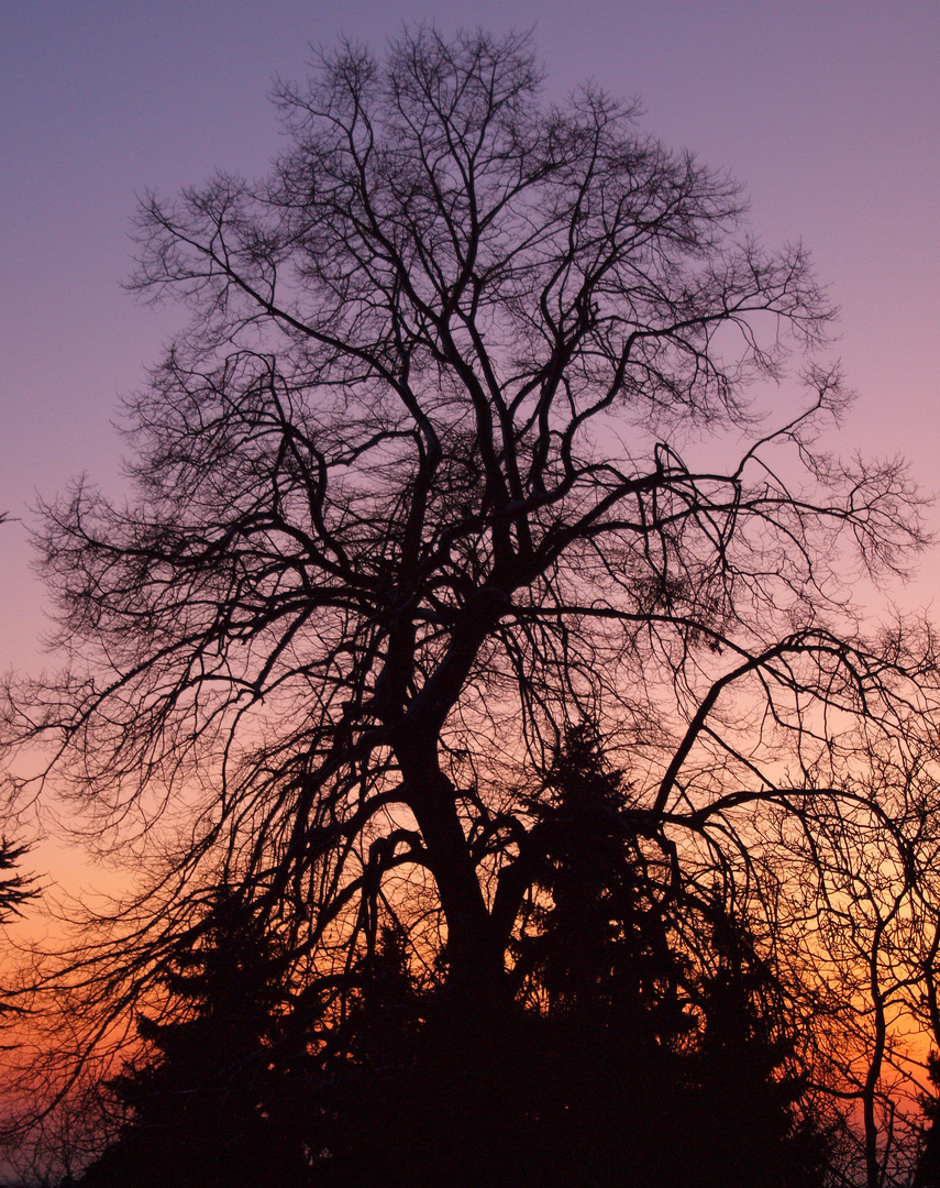 Mächtiger Lindenbaum im Abendlicht