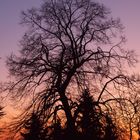 Mächtiger Lindenbaum im Abendlicht