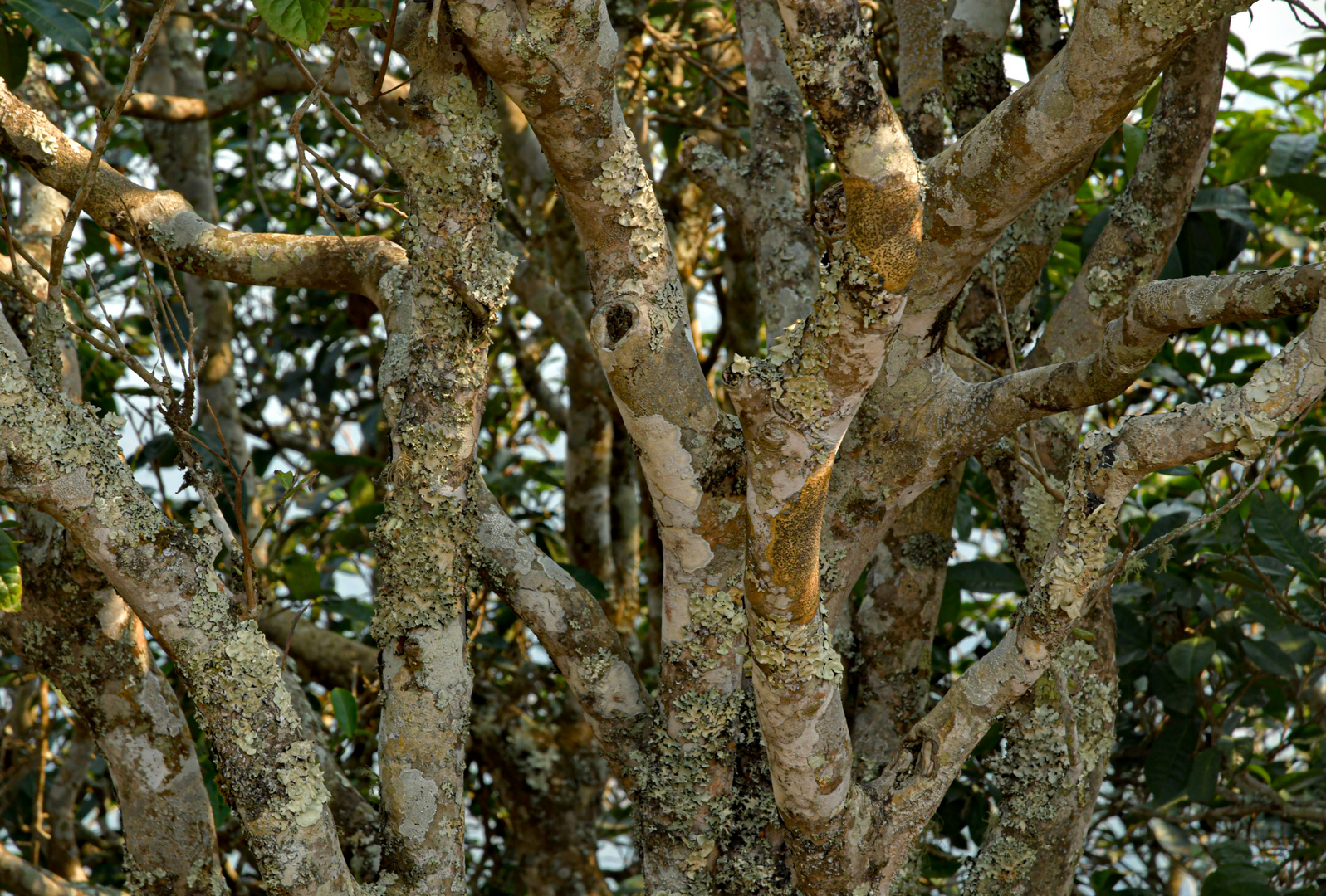 Mächtiger Teebaum