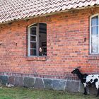 Mädchen am Fenster mit Ziege