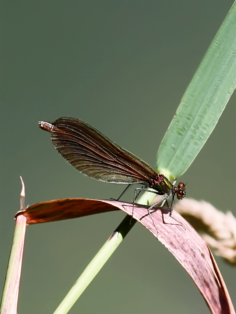 ...Mädchen am Fluß