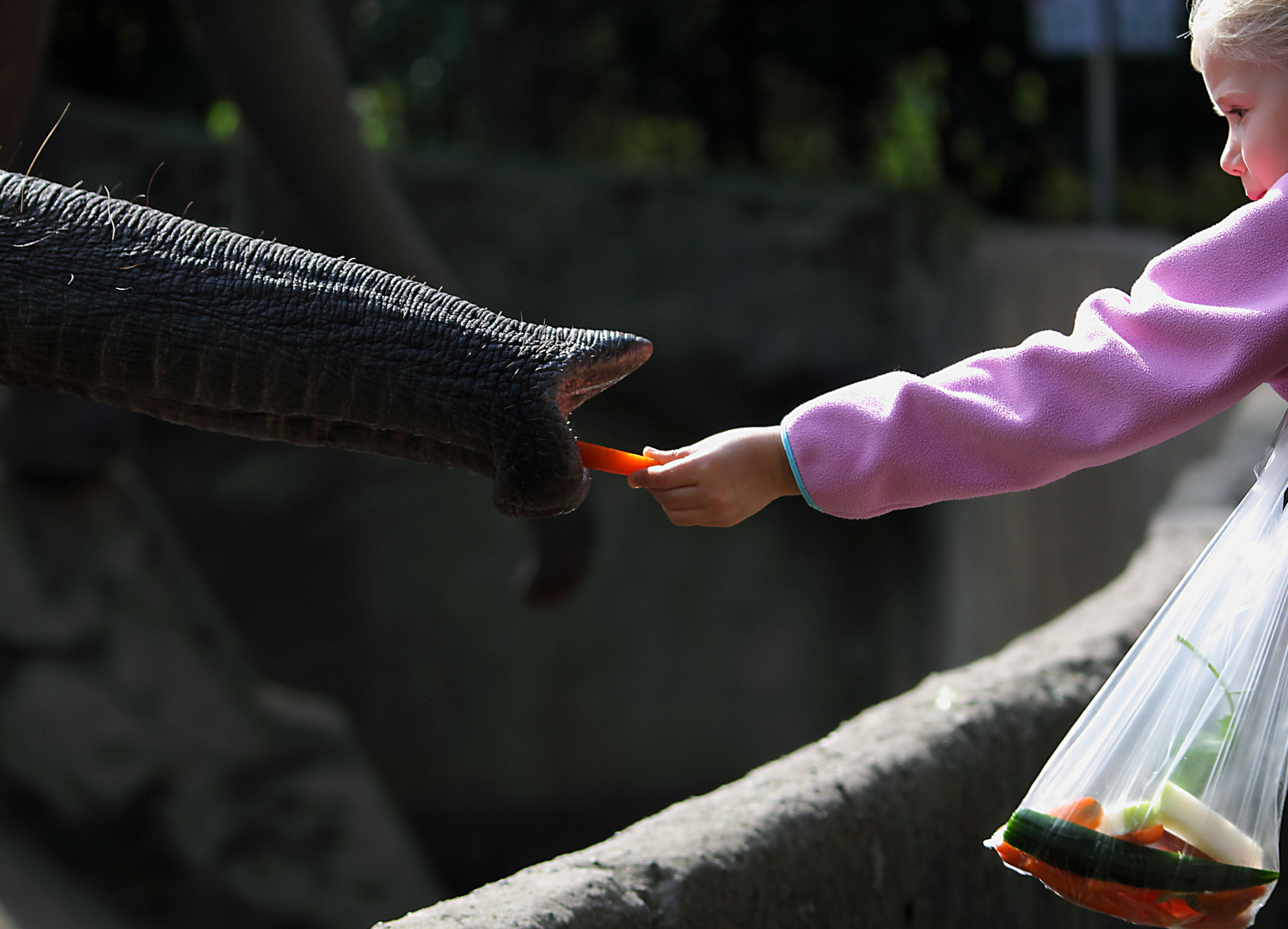 Mädchen füttert Elefant