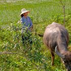 Mädchen hütet ihren Wasserbüffel