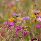 Mädchen lieben rosa Kornblumen