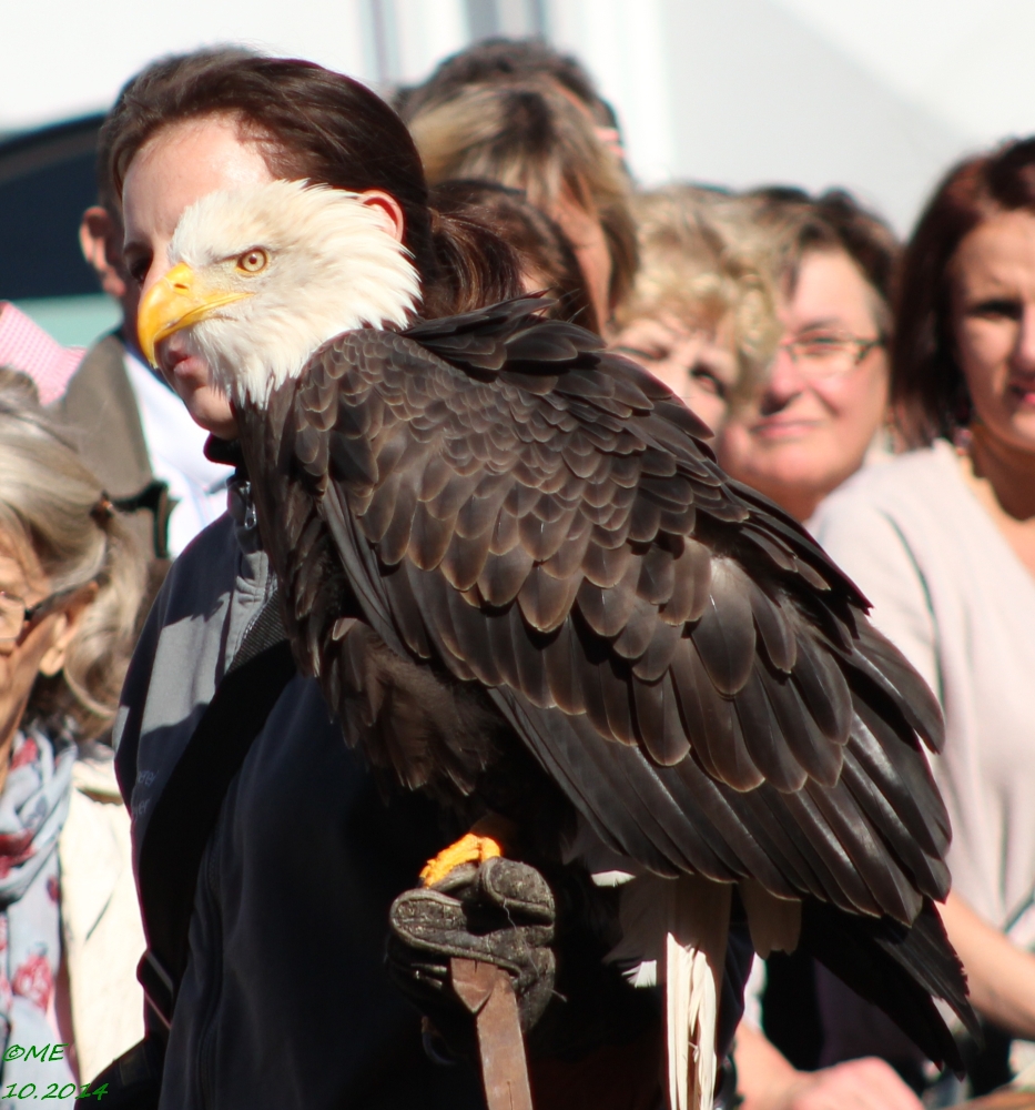 Mädchen mit Adler